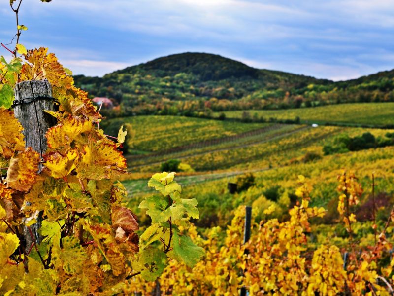 WEINBERGE