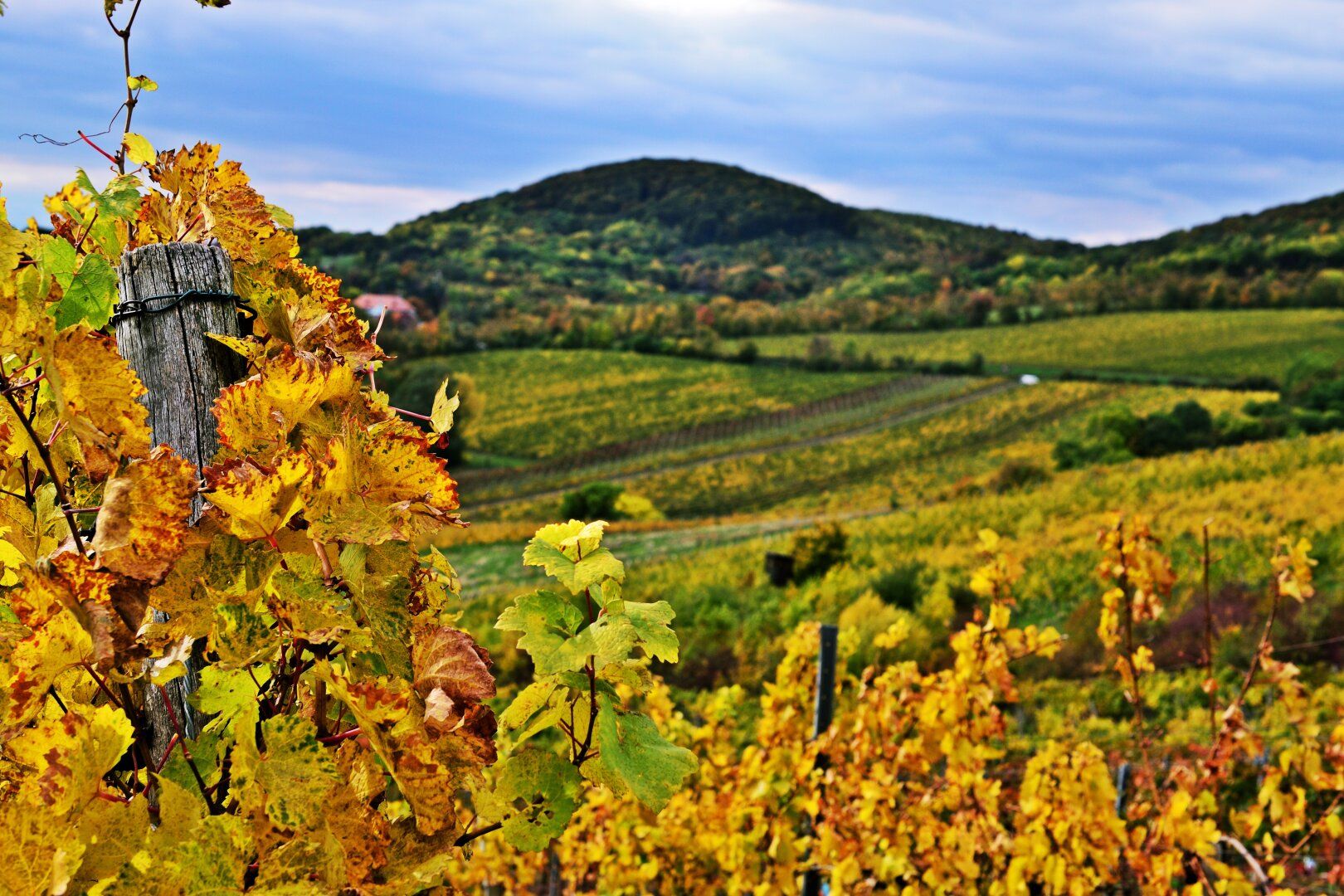 WEINBERGE